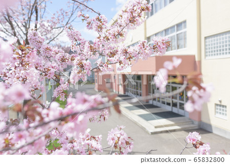 Sakura and school 65832800