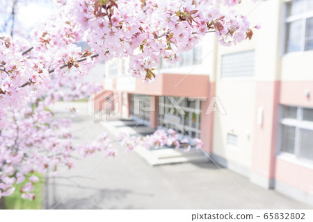 Sakura and school Sakura and school 65832802