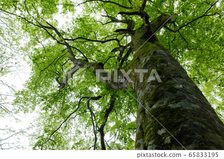 山毛櫸新鮮綠色2 山毛櫸新鮮綠色2 65833195