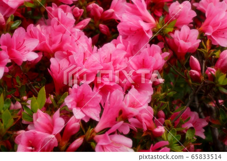  春天的樹木的花朵：霧島杜鵑花盛開：山田池公園 65833514