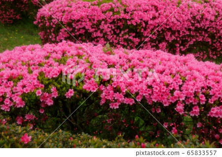  春天的樹木的花朵：霧島杜鵑花盛開：山田池公園 65833557