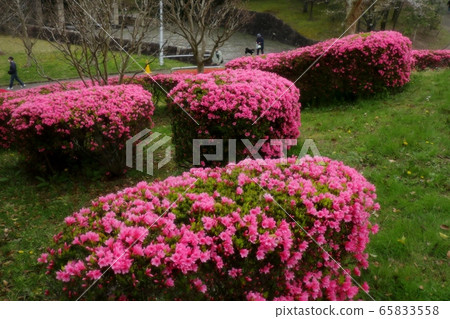  春天的樹木的花朵：霧島杜鵑花盛開：山田池公園 65833558
