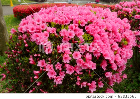  Spring tree flowers: Kirishima azaleas in full bloom: Yamadaike Park 65833563