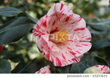 Camellia of squeezed flower "Edo Nishiki" Camellia of squeezed flower "Edo Nishiki" 65833641