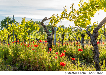 Vineyard with Corn Poppy in the Sunlight, German Wine Route, Rheinland-Palatinate, Germany Vineyard with Corn Poppy in the Sunlight, German Wine Route, Rheinland-Palatinate, Germany 65833664