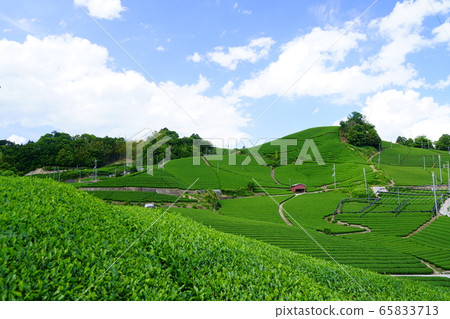 京都府景觀資產登記(和田寺地區茶園)-6 京都府景觀資產登記(和田寺地區茶園)-6 65833713