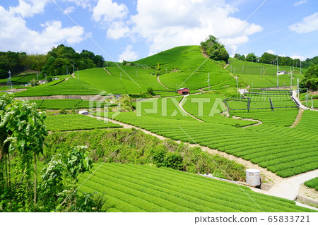 Kyoto Prefecture Landscape Asset Registration (tea plantation in Wazuseki Temple area) -15 65833721