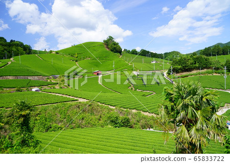 Kyoto Prefecture Landscape Asset Registration (tea plantation in Wazukuji Temple area) -16 65833722