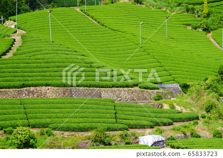 Kyoto Prefecture Landscape Asset Registration (Tea plantation in Wazuseki Temple area) -17 65833723