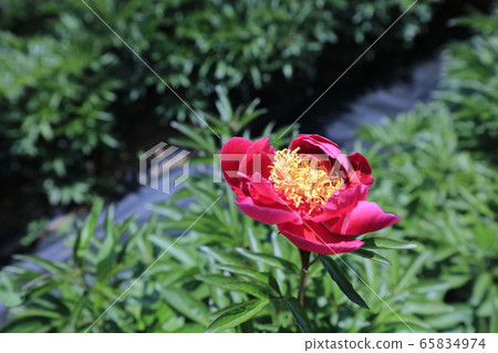 Beautiful scenery with peony flowers 65834974