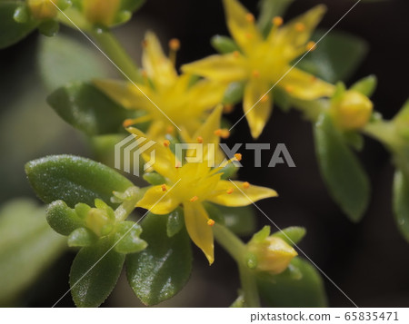 多年生花 多年生花 65835471