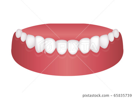 Tooth alignment and dentition vector illustration / Lower jaw Tooth alignment and dentition vector illustration / Lower jaw 65835739