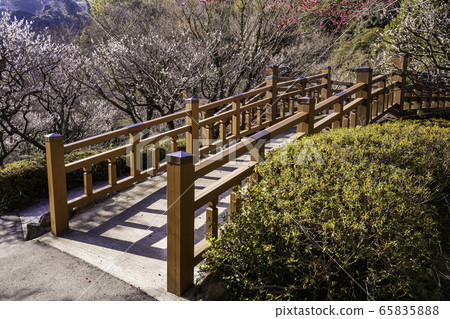 (靜岡縣)熱海梅園梅 (靜岡縣)熱海梅園梅 65835888