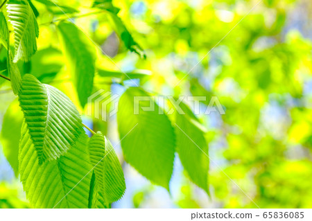 Fresh green Fresh green 65836085