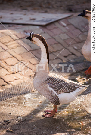 Animal Farm - ostrich, sheep, black goat, cattle and chicken 068 65837690
