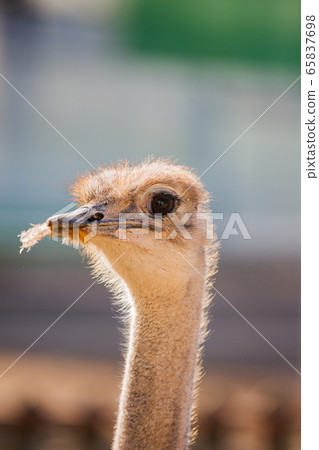 Animal Farm - ostrich, sheep, black goat, cattle and chicken 052 65837698