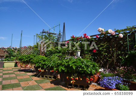 View of the roof balcony of the top floor of the condominium A view of roses and strawberries in the blue sky 65838099