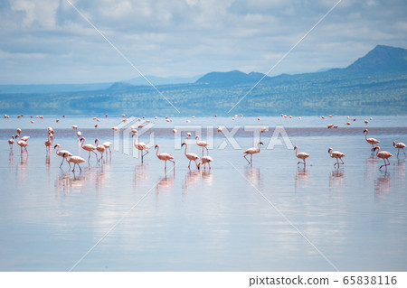 Big Group of Pink Lesser Flamingo at Lake Natron, Tanzania, Africa Big Group of Pink Lesser Flamingo at Lake Natron, Tanzania, Africa 65838116