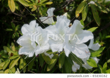 春天的樹花：盛開的杜鵑花花：白色：銀河岸 65838162