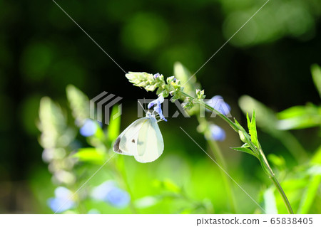 Monsieur root 65838405