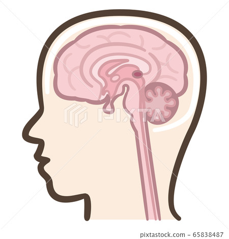 Brain cross section 65838487
