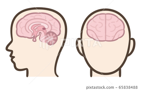 Brain cross section 65838488