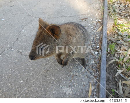 Kvodka on the island of Rottnes, Perth Kvodka on the island of Rottnes, Perth 65838845