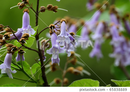 Rose flower 65838889