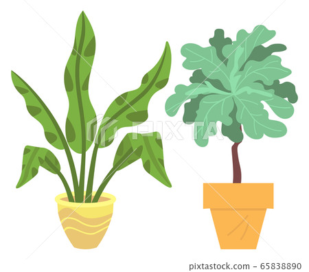 Houseplant in Vases, Flowers with Flourishing 65838890