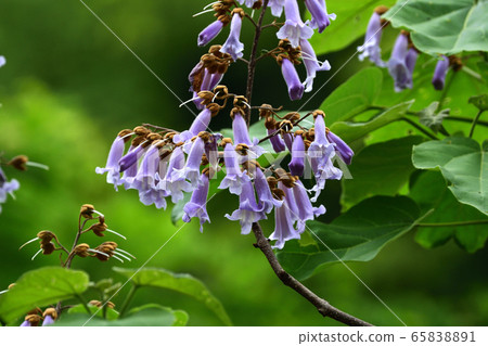 Rose flower Rose flower 65838891