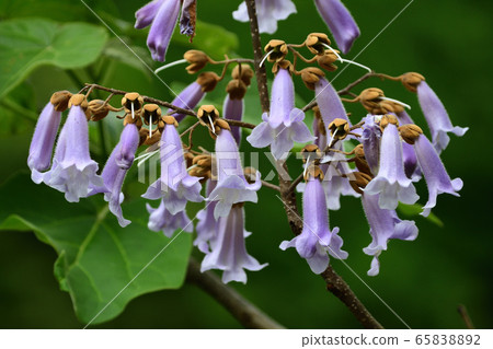 Rose flower 65838892