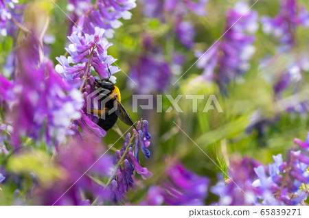 熊蜜蜂吮吸草間富士的花蜜 熊蜜蜂吮吸草間富士的花蜜 65839271