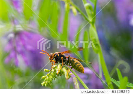 Paper wasp 65839275