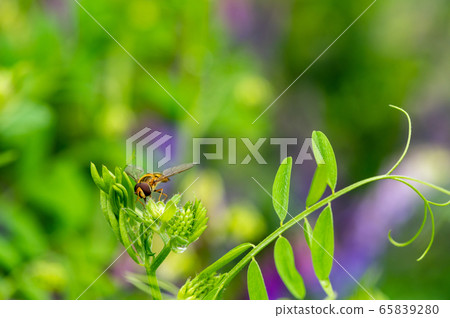 Nami Hoshi Hirata Arve 65839280