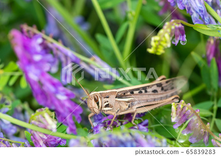 巴坦加粳稻 65839283