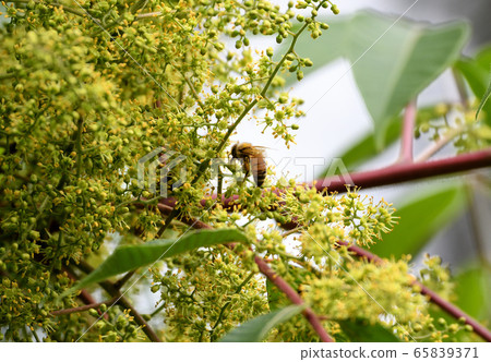 Hazelnut flowers and bees Hazelnut flowers and bees 65839371