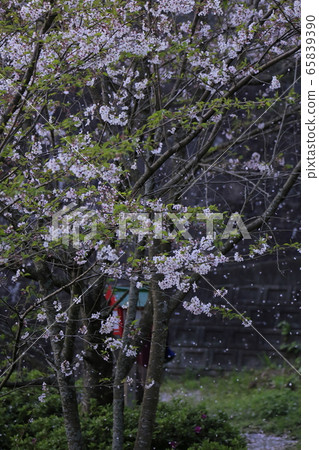 Arao City Yotsuyama Shrine Cherry blossoms, Arao City Yotsuyama Shrine Cherry blossoms, 65839390