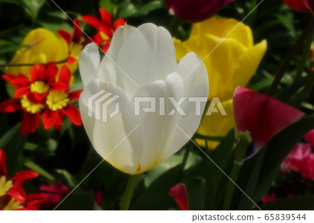 Spring Garden Flowers: Tulips & Papyrus Spring Garden Flowers: Tulips & Papyrus 65839544