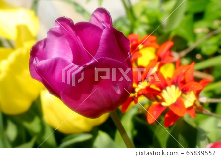 Spring Garden Flowers: Tulips & Papyrus Spring Garden Flowers: Tulips & Papyrus 65839552
