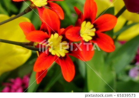  Iridaceae: Sparaxis [Papyrus] 65839573
