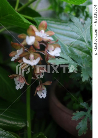 Flowers in the spring garden: Natsuebine: Orchidaceae Flowers in the spring garden: Natsuebine: Orchidaceae 65839574