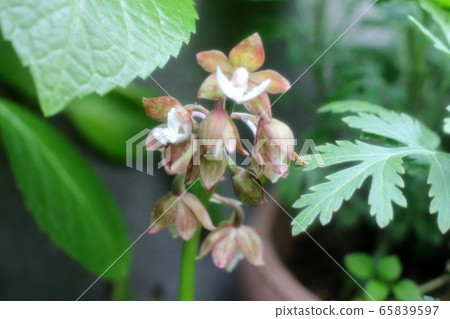 春天花園裡的花:夏生:蘭科 春天花園裡的花:夏生:蘭科 65839597