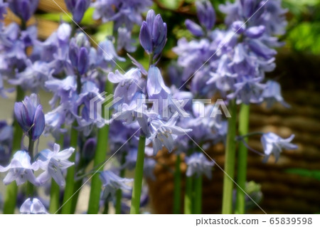 春天的花園裡的花:百合 春天的花園裡的花:百合 65839598