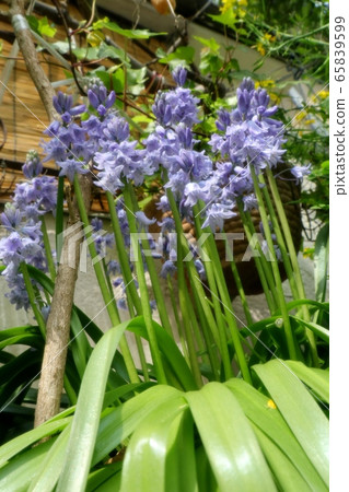 Flowers in the spring garden: Lizardus japonicus Flowers in the spring garden: Lizardus japonicus 65839599