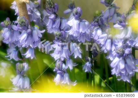 春天的花園裡的花:百合 春天的花園裡的花:百合 65839600