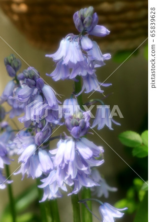 Flowers in the spring garden: Lizardus japonicus Flowers in the spring garden: Lizardus japonicus 65839628