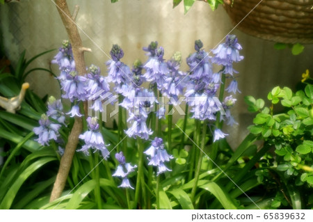 春天的花園裡的花:百合 春天的花園裡的花:百合 65839632