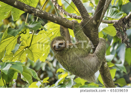 Pale-throated Sloth, Bradypus tridactylus, Three-toed Sloth, Tropical Rainforest, Marino Ballena National Park, Uvita de Osa, Puntarenas, Costa Rica, Central America, America 65839659