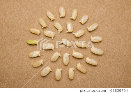 Sprouted brown rice, lined up, cute, sprout, draw a circle, less blur 65839764