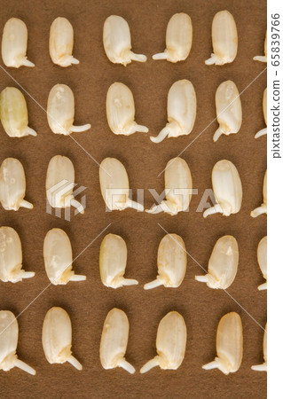 Sprouted brown rice, aligned, cute, germination, facing, upside down 65839766